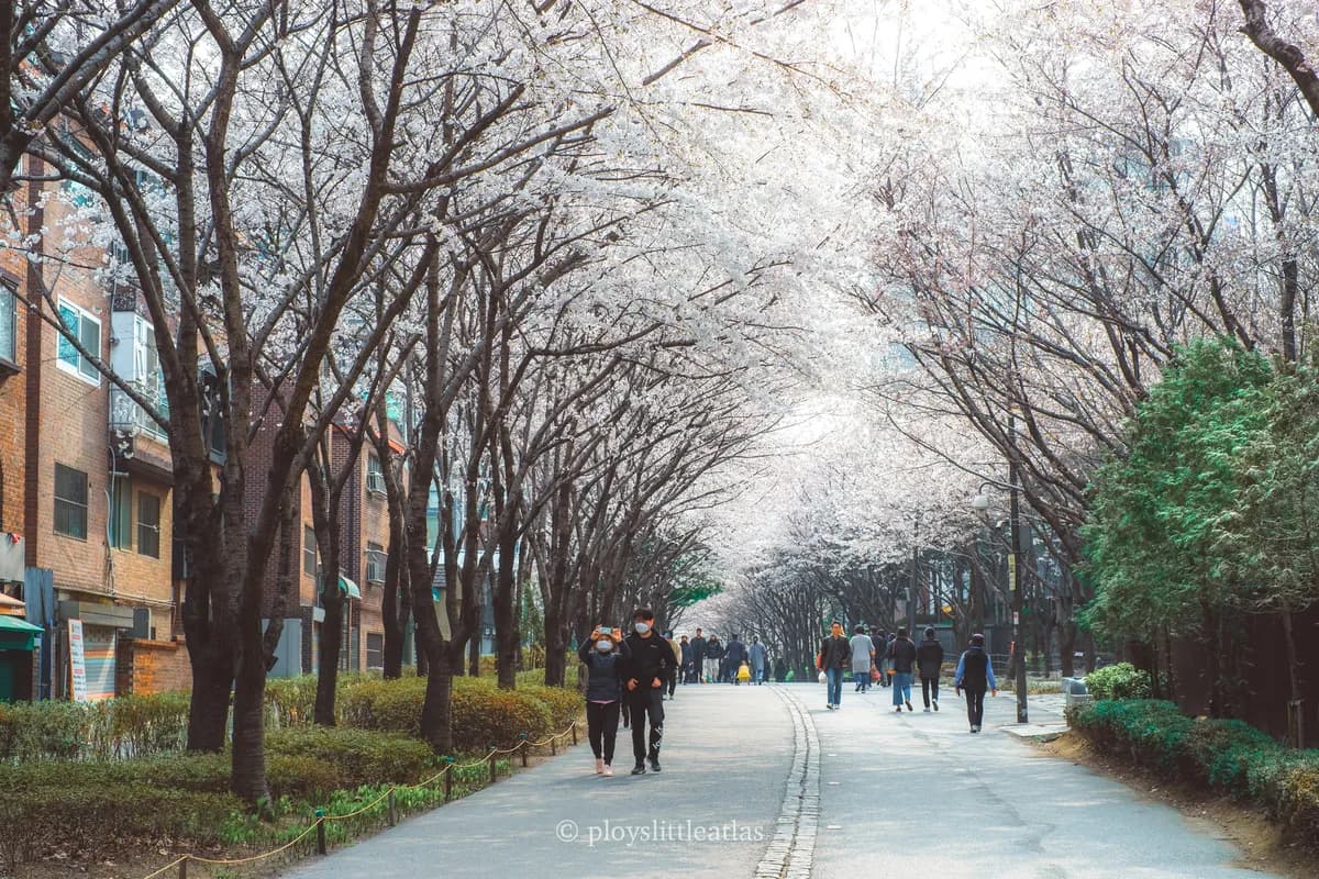 Gyeongui Line Forest Park cherry blossoms and cafes