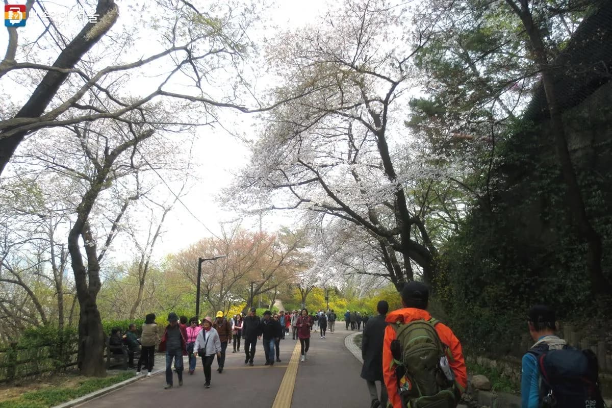 Namsan Park cherry blossoms with N Seoul Tower