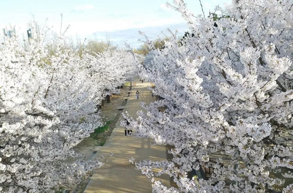 Seoul Forest cherry blossom picnic lawns