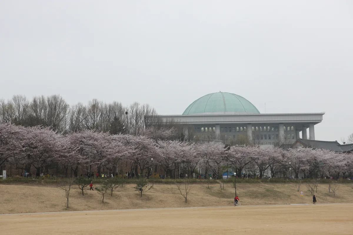 Yeouido Yunjung-ro cherry blossom tunnel